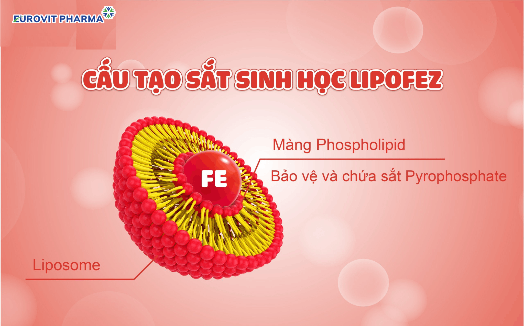 sắt Lipofez - sắt sinh học